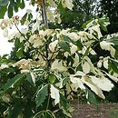 Aesculus hippocastanum Schuch