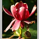 Calycanthaceae (kielichowcowate)