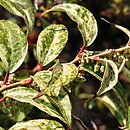 Leucothoe fontanesiana Makijaż