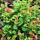 Leucothoe axillaris (kiścień kątowy)