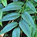 Leucothoe keiskei (kiścień japoński)