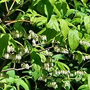 Leucothoe racemosa (kiścień groniasty)
