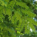 Gymnocladus dioica (kłęk amerykański)
