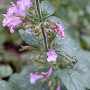 Clinopodium nepeta Gottfried Kühn