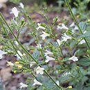 Clinopodium nepeta White Cloud