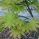 Acer shirasawanum Autumn Moon