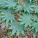 Acer shirasawanum (klon Shirasawy)