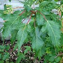 Acer ginnala Bailey Compact