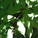 Acer carpinifolium (klon grabolistny)