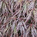 Acer palmatum Inaba Shidare