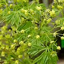 Acer platanoides Lorbergii