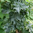 Acer platanoides Green Column