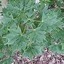 Acer platanoides Maltese Cross