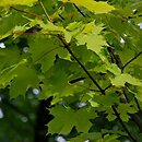 Acer platanoides Princeton Gold