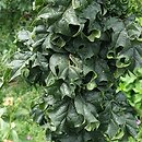 Acer platanoides Rezek
