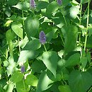 Agastache Golden Jubilee