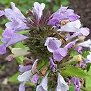 Nepeta subsessilis (kocimiętka rozłożysta)