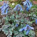 Corydalis flexuosa (kokorycz pogięta)