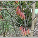 Polygonatum kingianum (kokoryczka Kinga)