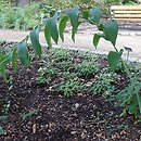 Polygonatum biflorum Giganteum