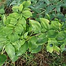 Polygonatum multiflorum Ramosum
