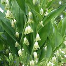 Polygonatum odoratum Plenum