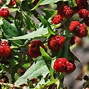 Blitum capitatum (komosa główkowata)