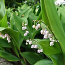 Convallaria majalis Rosea
