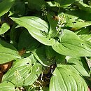 Maianthemum bifolium var. yakushimanum