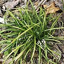 Ophiopogon chingii (konwalnik chinga)