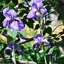 Iris germanica ssp. germanica var. florentina (kosaciec florentyński)