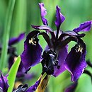 Iris chrysographes (kosaciec prążkowany)