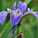 Iris ×robusta cv. Gerald Darby
