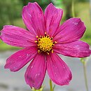 Cosmos (kosmos)