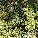 Crithmum maritimum (kowniatek nadmorski)