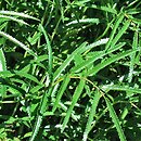Sanguisorba tenuifolia Alba