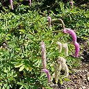 Sanguisorba hakusanensis Lilac Squirrel
