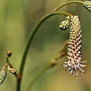 Sanguisorba officinalis Pink Tanna