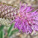 Sanguisorba obtusa Nana