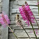 Sanguisorba obtusa (krwiściąg wąskolistny)