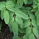 Sanguisorba dodecandra (krwiściąg dwunastopręcikowy)