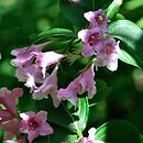 Weigela japonica (krzewuszka japońska)