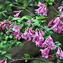 Weigela praecox (krzewuszka wczesna)