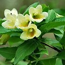 Weigela middendorffiana (krzewuszka Middendorffa)