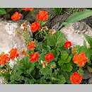 Geum coccineum (kuklik szkarłatny)