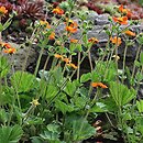 Geum ×heldreichii (kuklik Heldreicha)