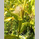 Zea mays (kukurydza zwyczajna)