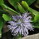 Globularia nudicaulis (kulnik nagołodygowy)