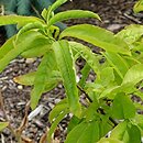 Oxydendrum arboreum (kwaśnodrzew konwaliowy)