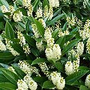 Prunus laurocerasus (laurowiśnia wschodnia)